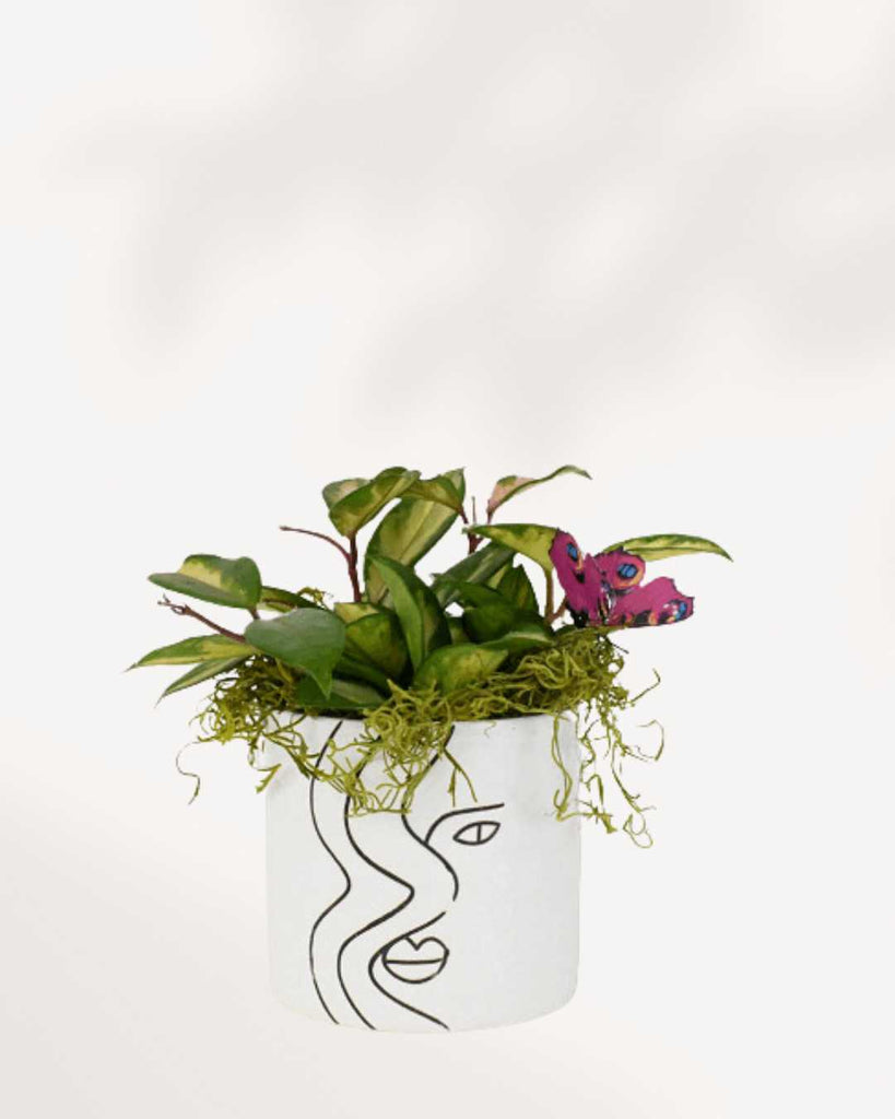 Amber & Hoya Arrangement Medium