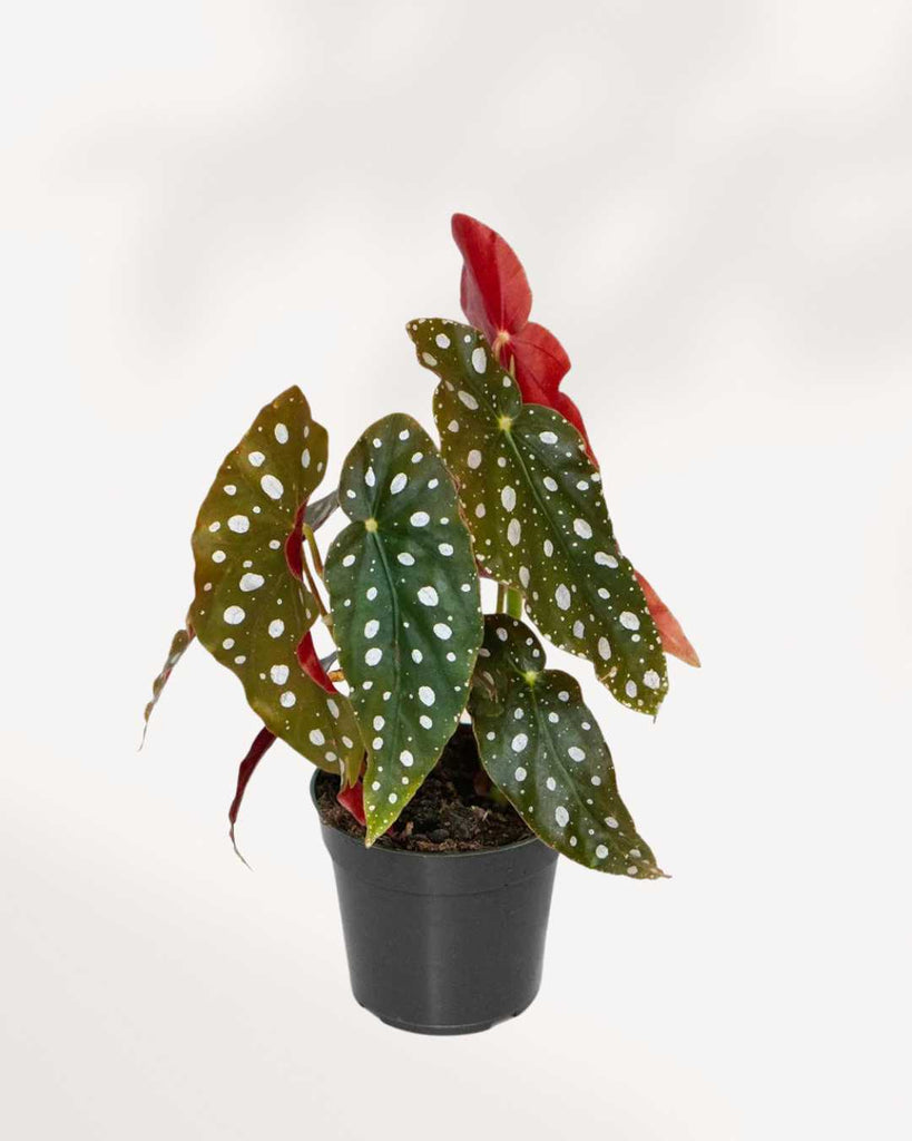 Angel Wing Begonia 6" Pot - Medium