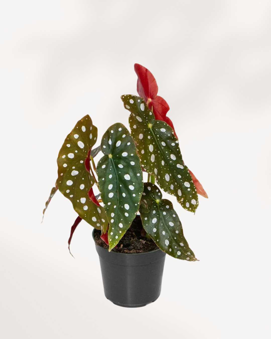 Angel Wing Begonia | Buy Online