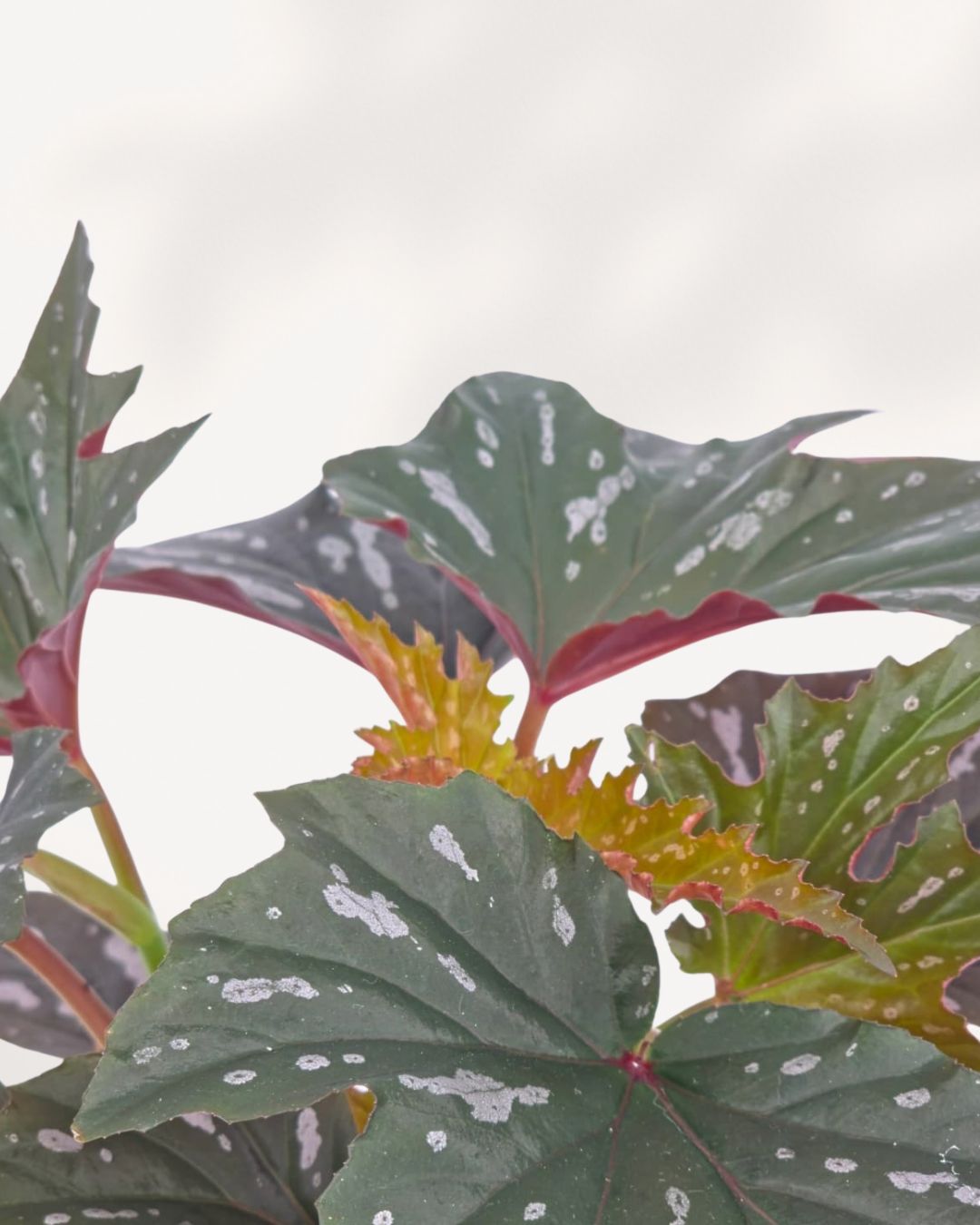 Close up of Angel Wing Begonia leaves highlighting beautiful silver spotted patterns and healthy foliage, ideal indoor houseplant delivered across Canada or picked up in Richmond Hill.
