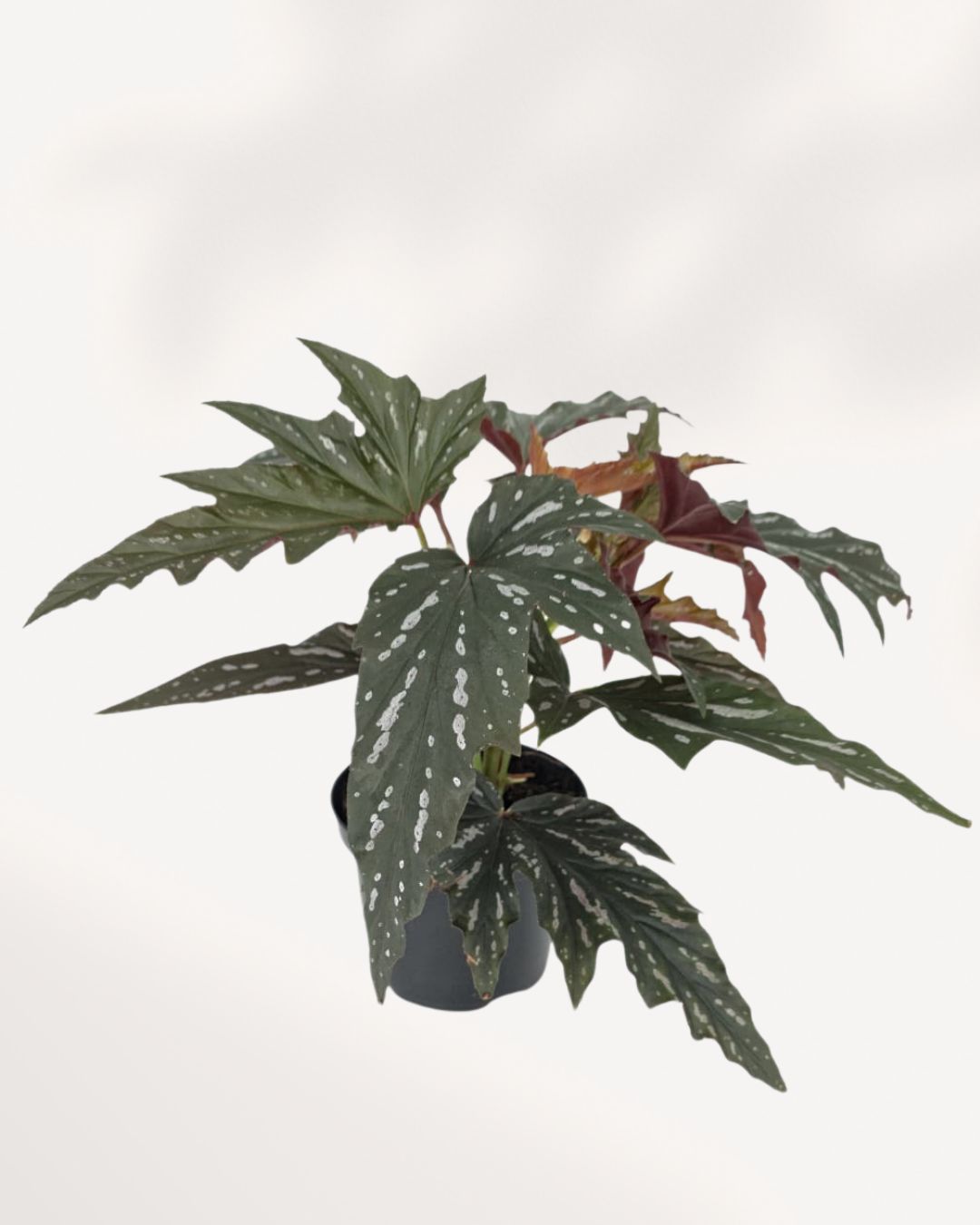 Angel Wing Begonia indoor plant, top front view featuring elegant spotted foliage and lush upright growth, available online in Richmond Hill with delivery across GTA Toronto and Canada.