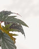 Leaf Close up of Angel Wing Begonia leaves highlighting beautiful silver spotted patterns and healthy foliage, ideal indoor houseplant delivered across Canada or picked up in Richmond Hill.