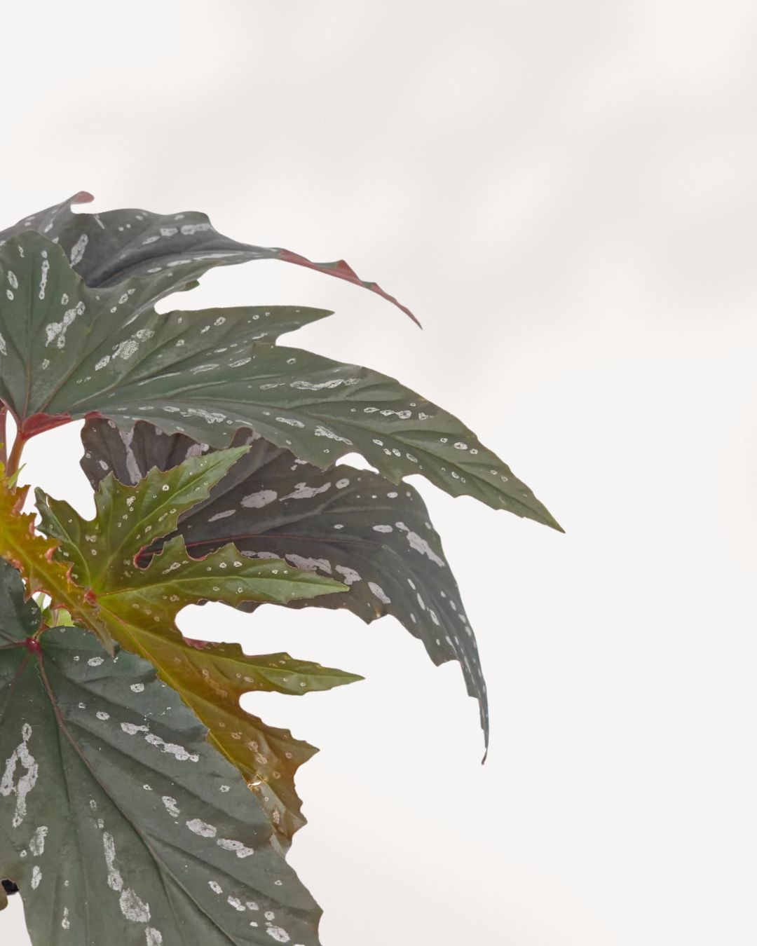 Leaf Close up of Angel Wing Begonia leaves highlighting beautiful silver spotted patterns and healthy foliage, ideal indoor houseplant delivered across Canada or picked up in Richmond Hill.