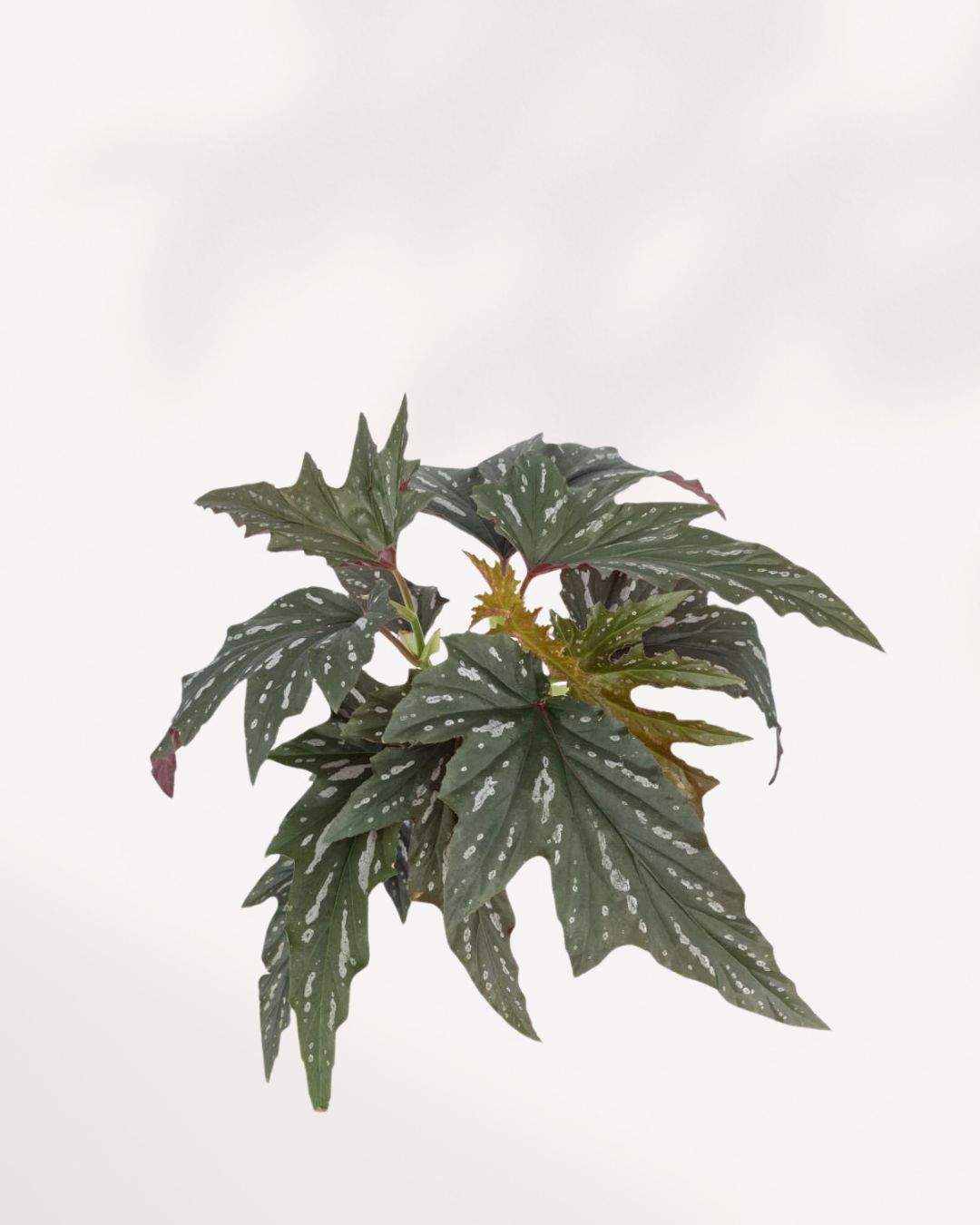 Top view of Angel Wing Begonia showcasing vibrant green foliage with signature silver spots, premium indoor plant for homes and offices across GTA Toronto and Canada.