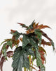 Angel Wing Begonia