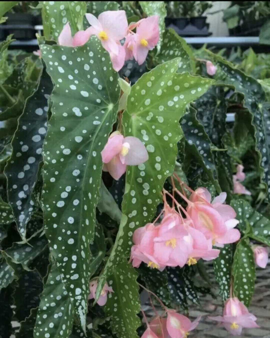 Angel Wing Begonia Pink Flowers | Buy Online