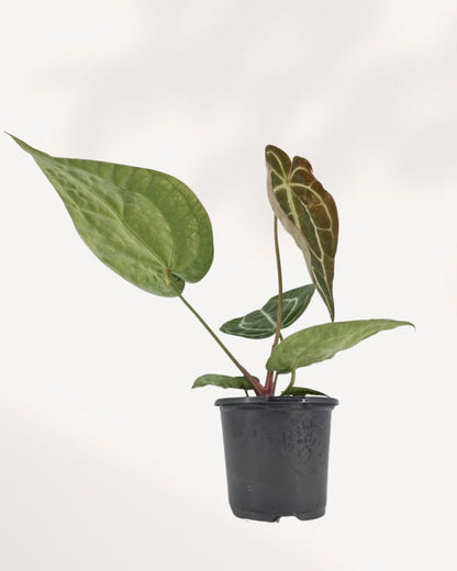 Anthurium Crystallinum Turtle full plant view, dark velvet leaves with bright white veins, rare houseplant available online and in store Richmond Hill GTA