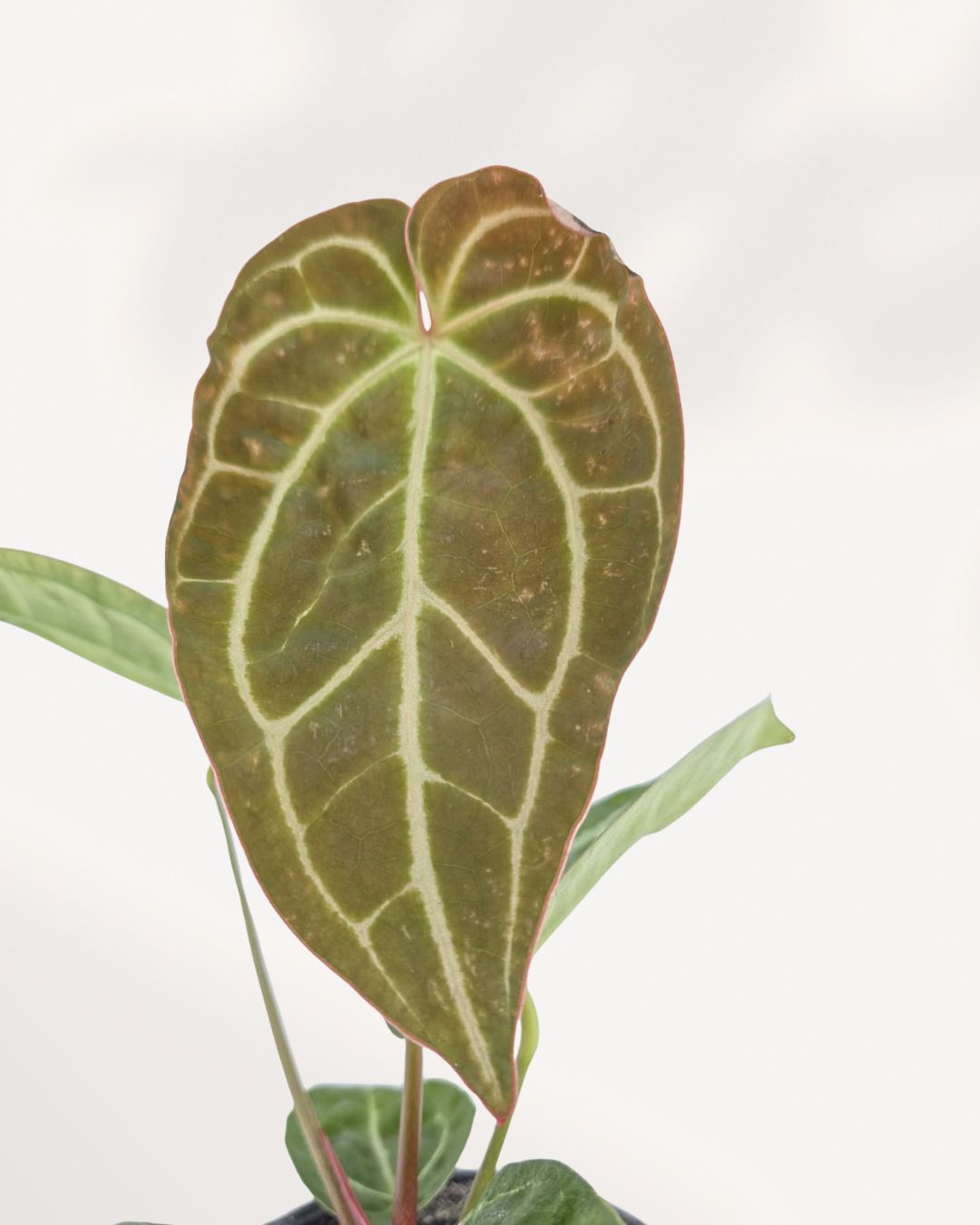 Mature Anthurium Crystallinum Turtle with large heart shaped leaves and dramatic veining, collector houseplant delivered across Toronto GTA
