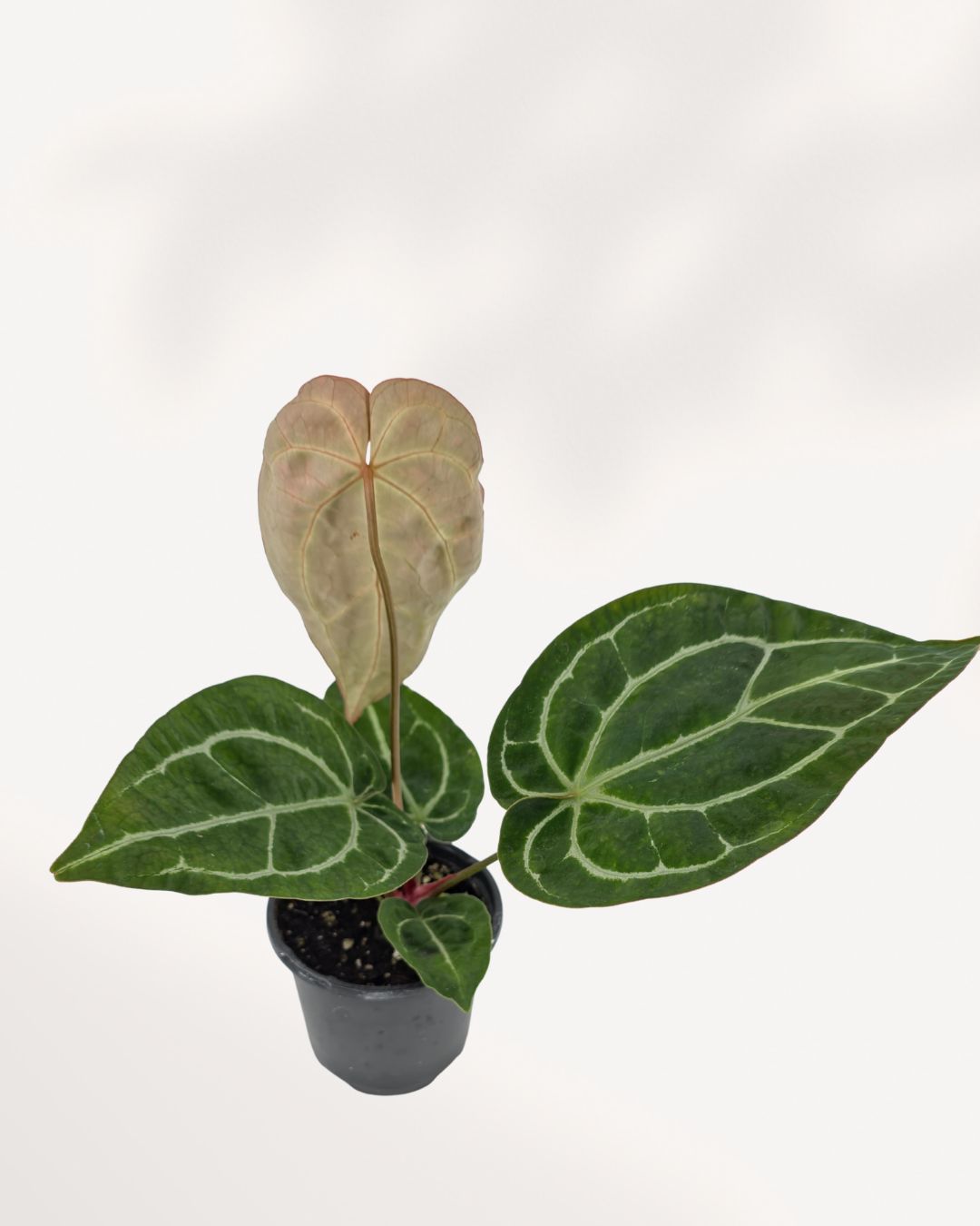 anthurium for sale toronto Anthurium Crystallinum Turtle for Sale in Richmond Hill GTA, Rare Velvet Anthurium Online and In Store | Mygreenscape