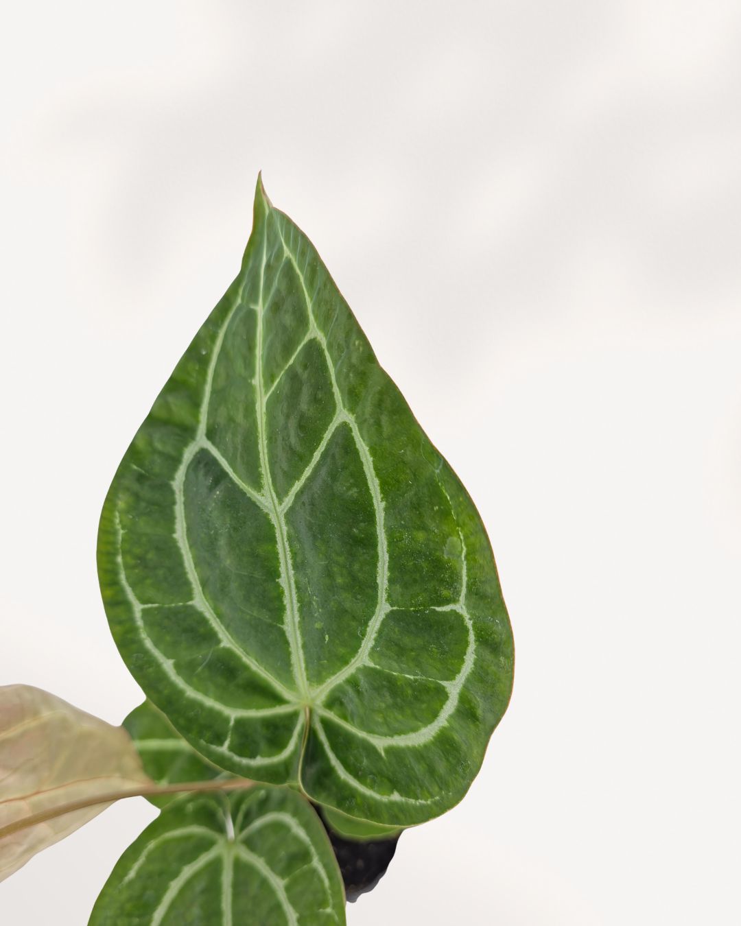Close up of Anthurium Crystallinum Turtle leaf, deep green velvety texture with bold silver veining, premium tropical plant Toronto GTA
