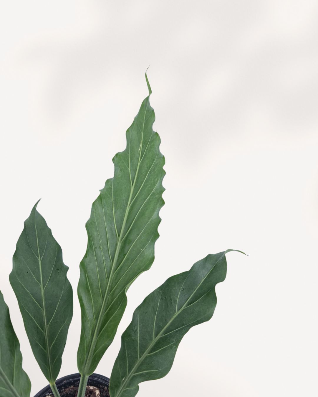Close-up of Anthurium Hookeri leaves showing deep green glossy texture and prominent veining, a striking tropical indoor plant for any room