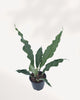 Front top view of an Anthurium Hookeri showing its broad tropical foliage, a bold and easy care houseplant for Canadian homes and offices