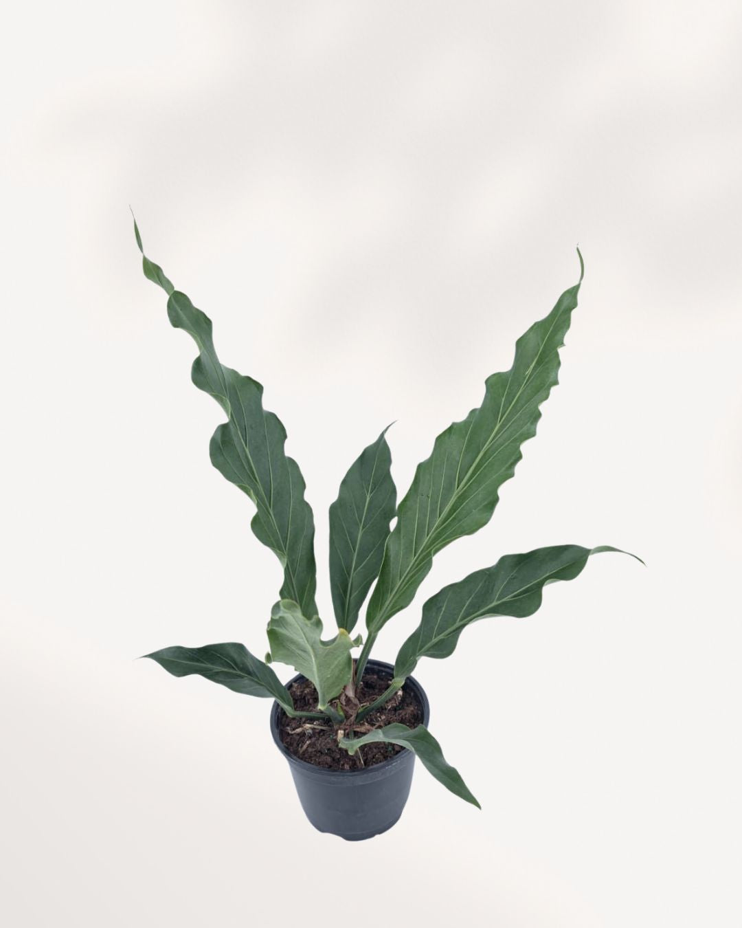 Front top view of an Anthurium Hookeri showing its broad tropical foliage, a bold and easy care houseplant for Canadian homes and offices