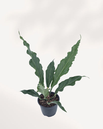 Front top view of an Anthurium Hookeri showing its broad tropical foliage, a bold and easy care houseplant for Canadian homes and offices