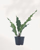 Anthurium Hookeri indoor plant in a nursery pot with large glossy green leaves arranged in a rosette pattern, available for plant delivery across Canada