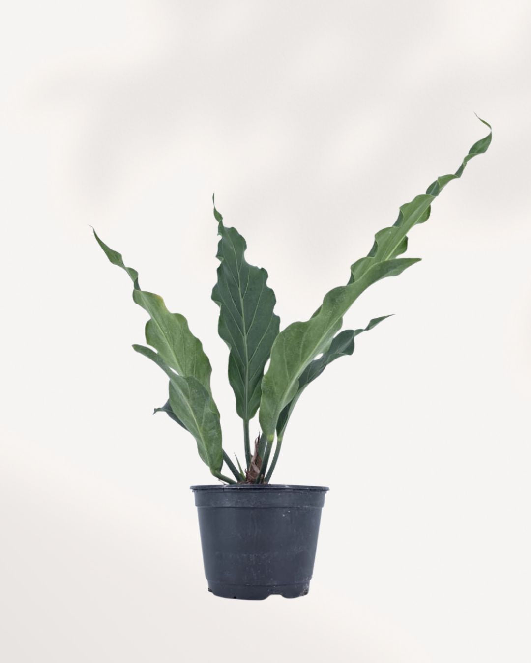 Anthurium Hookeri indoor plant in a nursery pot with large glossy green leaves arranged in a rosette pattern, available for plant delivery across Canada