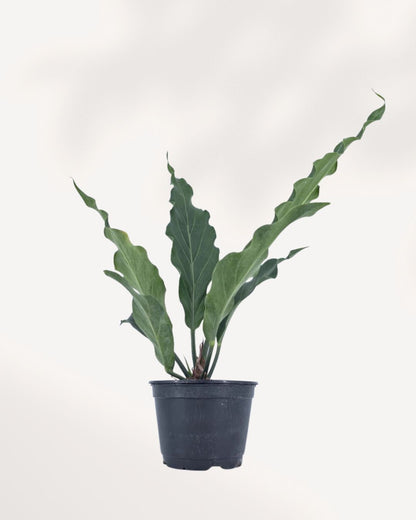 Anthurium Hookeri indoor plant in a nursery pot with large glossy green leaves arranged in a rosette pattern, available for plant delivery across Canada