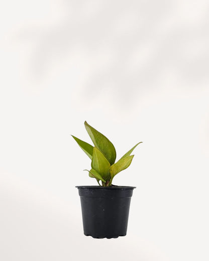 Anthurium Jenmanii Gold plant in a pot, showcasing large, glossy green leaves.
