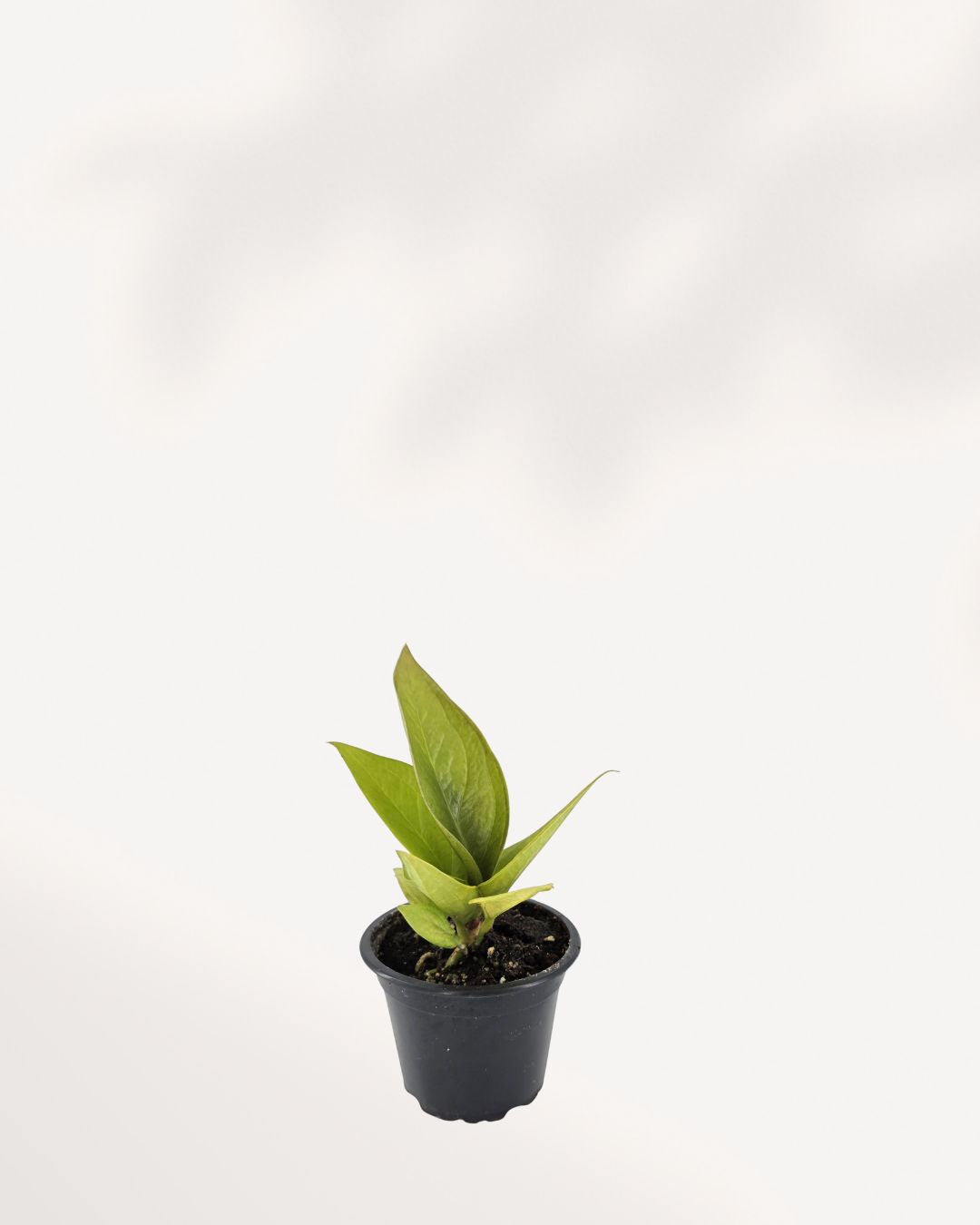 Detail shot of the glossy, paddle-shaped leaves of Anthurium Jenmanii Gold