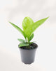Anthurium Green Lady 4" Pot - Small
