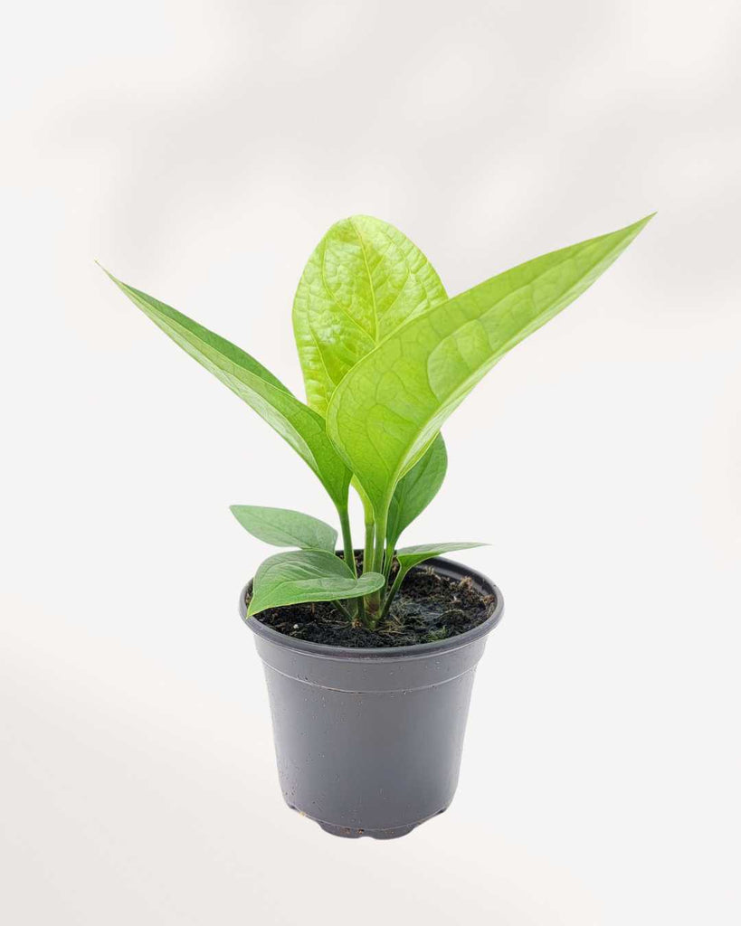 Anthurium Green Lady 4" Pot - Small