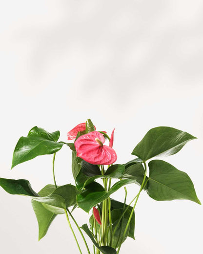 Anthurium Pink | Buy Online