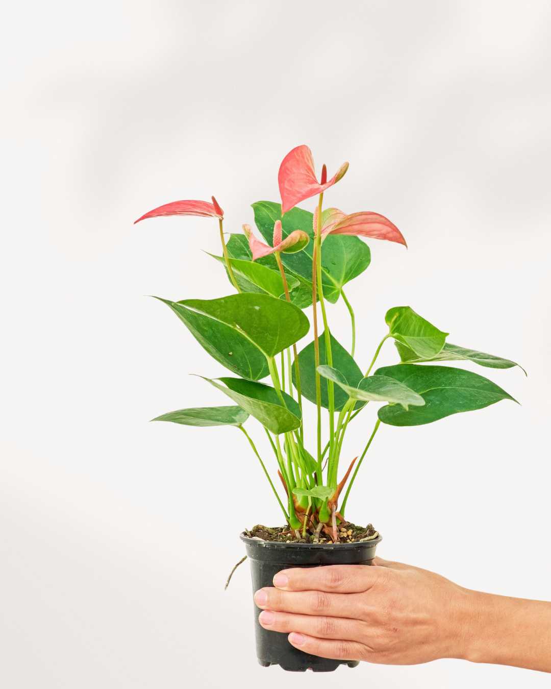 Anthurium Pink | Buy Online