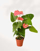 Anthurium Pink 4" Pot - Small