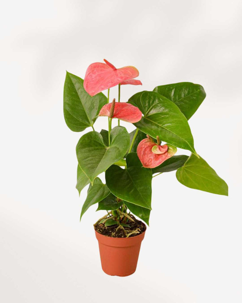 Anthurium Pink 4" Pot - Small