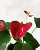 Anthurium Red