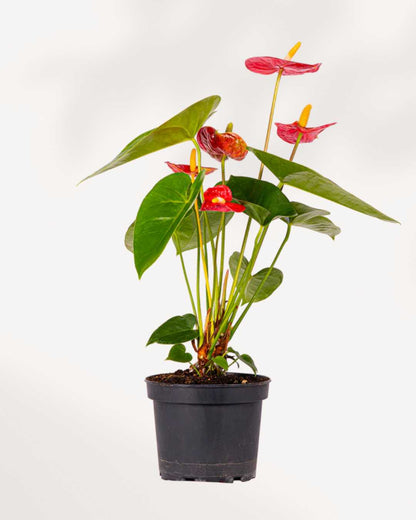 Anthurium Red | Buy Online