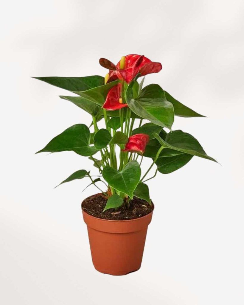 Anthurium Red 4" Pot - Small