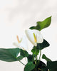 Anthurium White