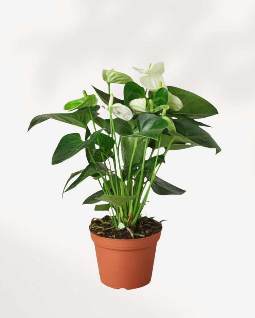 Anthurium White 6" Pot - Medium
