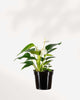 Anthurium White 4" Pot - Small