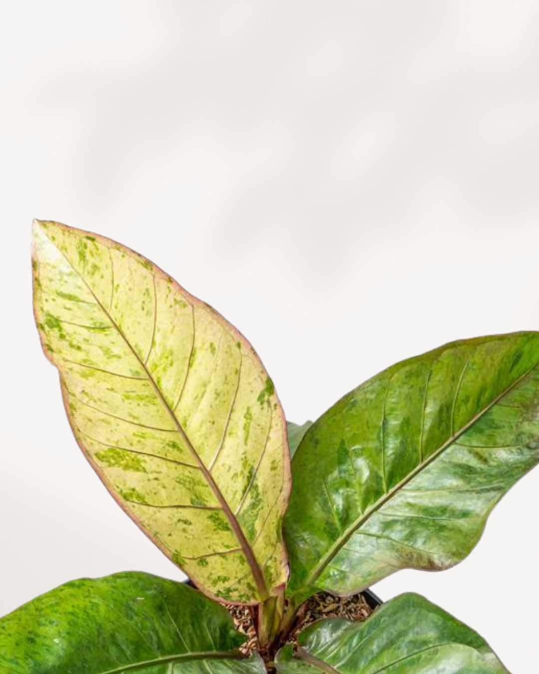 Anthurium Hookeri Variegata | Buy Online