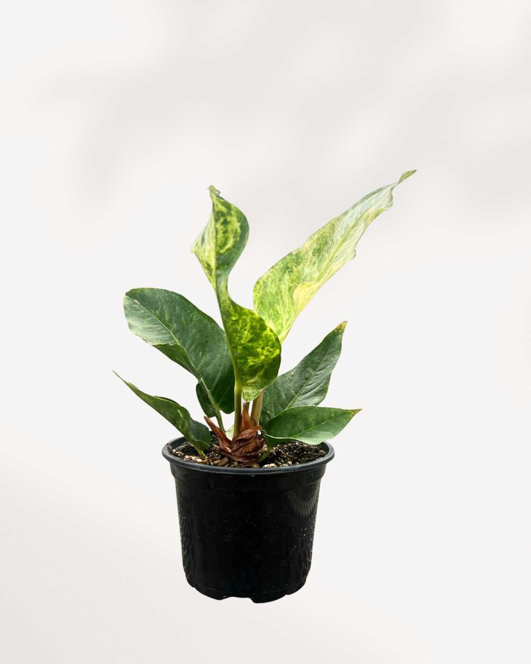 anthurium hookeri variegata Anthurium Hookeri Variegata | Buy Online - Unique Variegated Houseplant | Mygreenscape