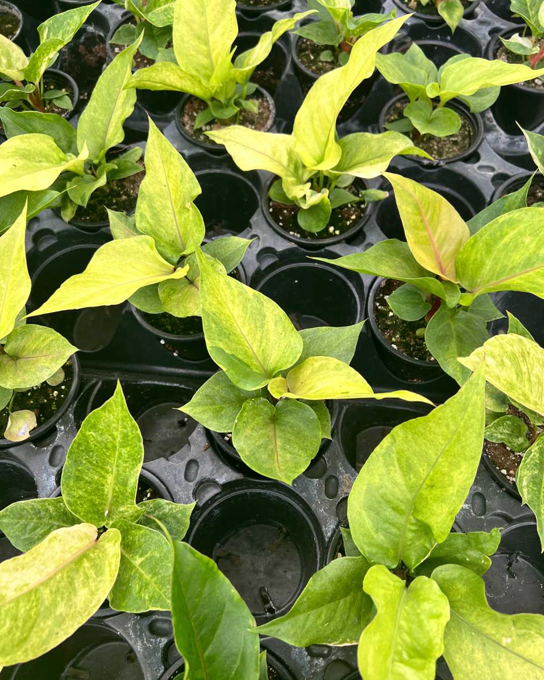 Anthurium Hookeri Variegata | Buy Online