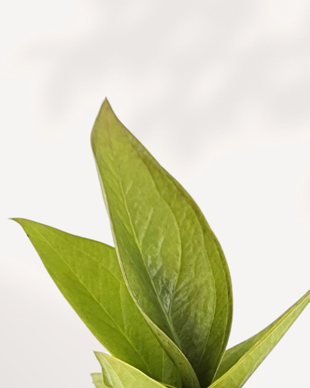 anthurium golden jenmanii Anthurium Jenmanii Gold | Rare Indoor Plant for Sale Online | Mygreenscape