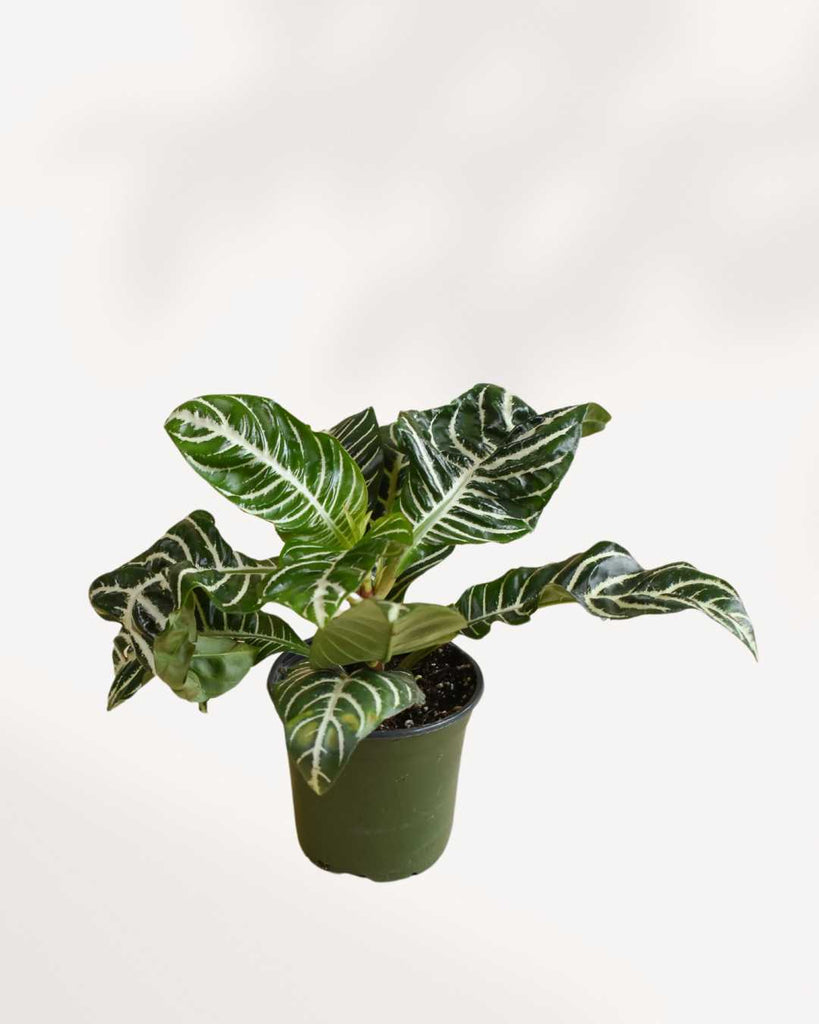 Aphelandra Zebra Plant, showcasing its dark green leaves with prominent white stripes and a vibrant golden-yellow flower bract, in a plant pot.