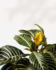 Close-up of the Aphelandra Zebra Plant's distinctive dark green leaves with striking white veins, and a bright golden-yellow, cone-shaped flower bract.