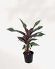Apoballis Red Sword 6" Pot - Medium