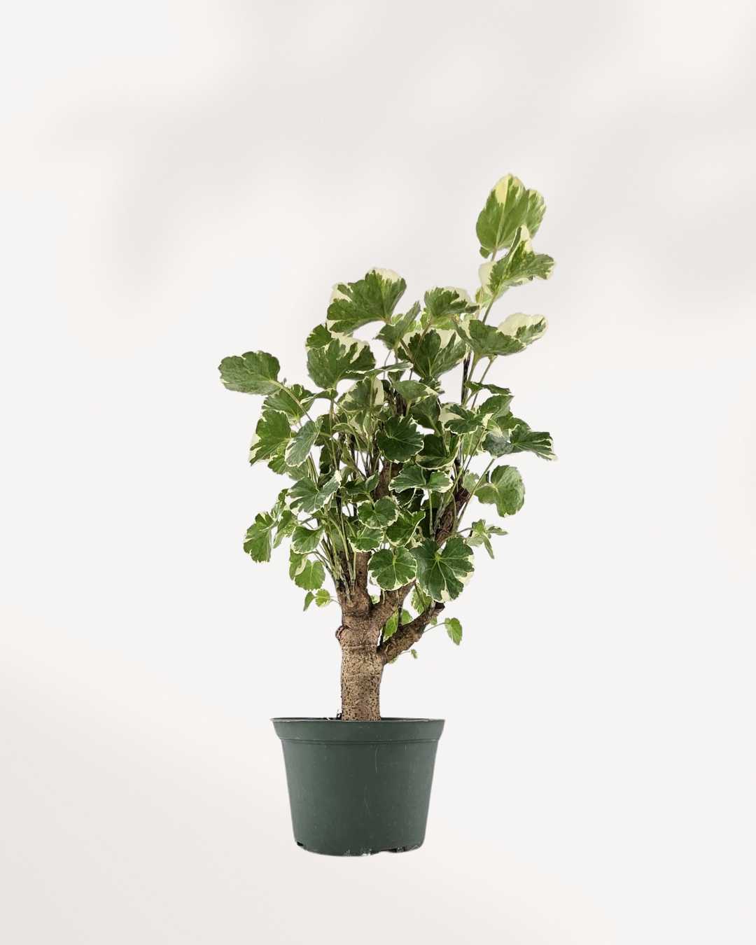 Aralia Balfour Stump | Buy Online