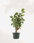 Aralia Balfour Stump | Buy Online