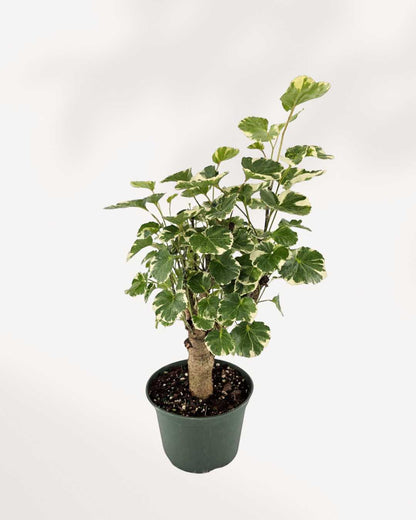 Aralia Balfour Stump | Buy Online