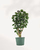 Aralia Fabian Stump with glossy green leaves on woody trunk  easy care indoor plant.