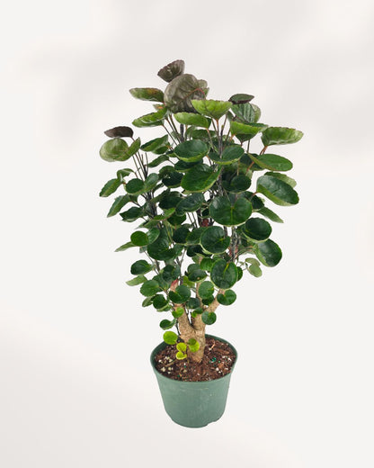 Aralia Fabian Stump with glossy green leaves on woody trunk  easy care indoor plant.