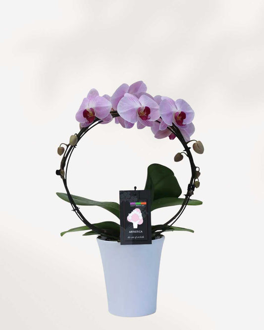 Artistica-Pink Orchid--in-Ceramic-Pot