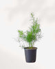 Asparagus Fern Densiflorus 3.5” Pot - Small