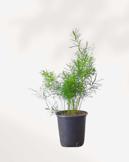  Asparagus Fern Densiflorus